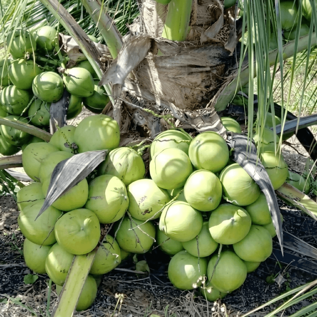 Pandan Wangi