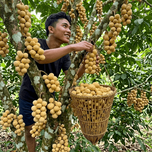 DUKONG
