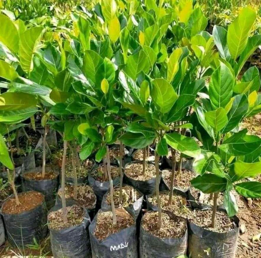 9544835691_bibit-buah-nangka-paket-3-madu-merah-mini-genjah-okulasi-berkualitas-cepat-berbuah_7