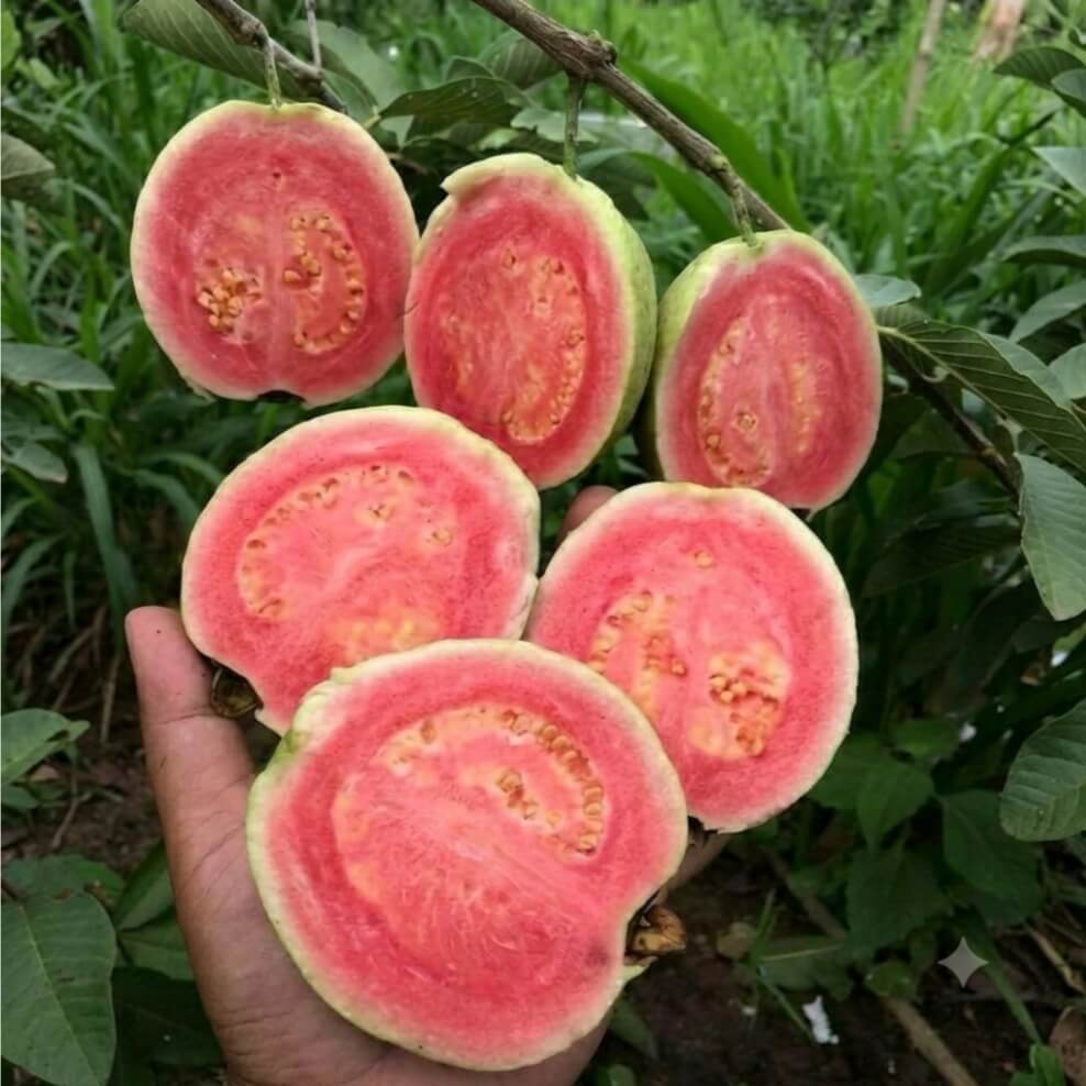 Getas Merah