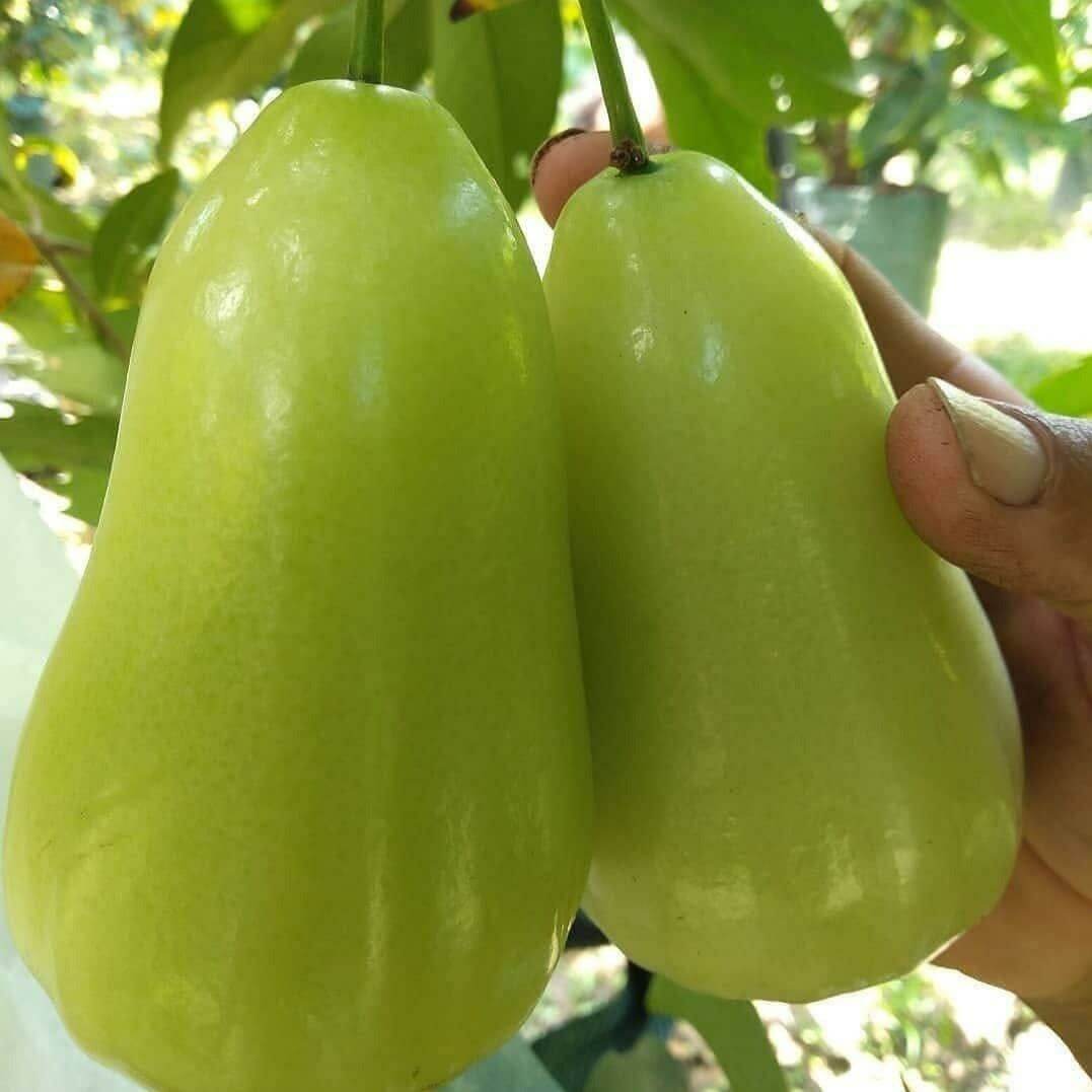 Taiwan Super Green