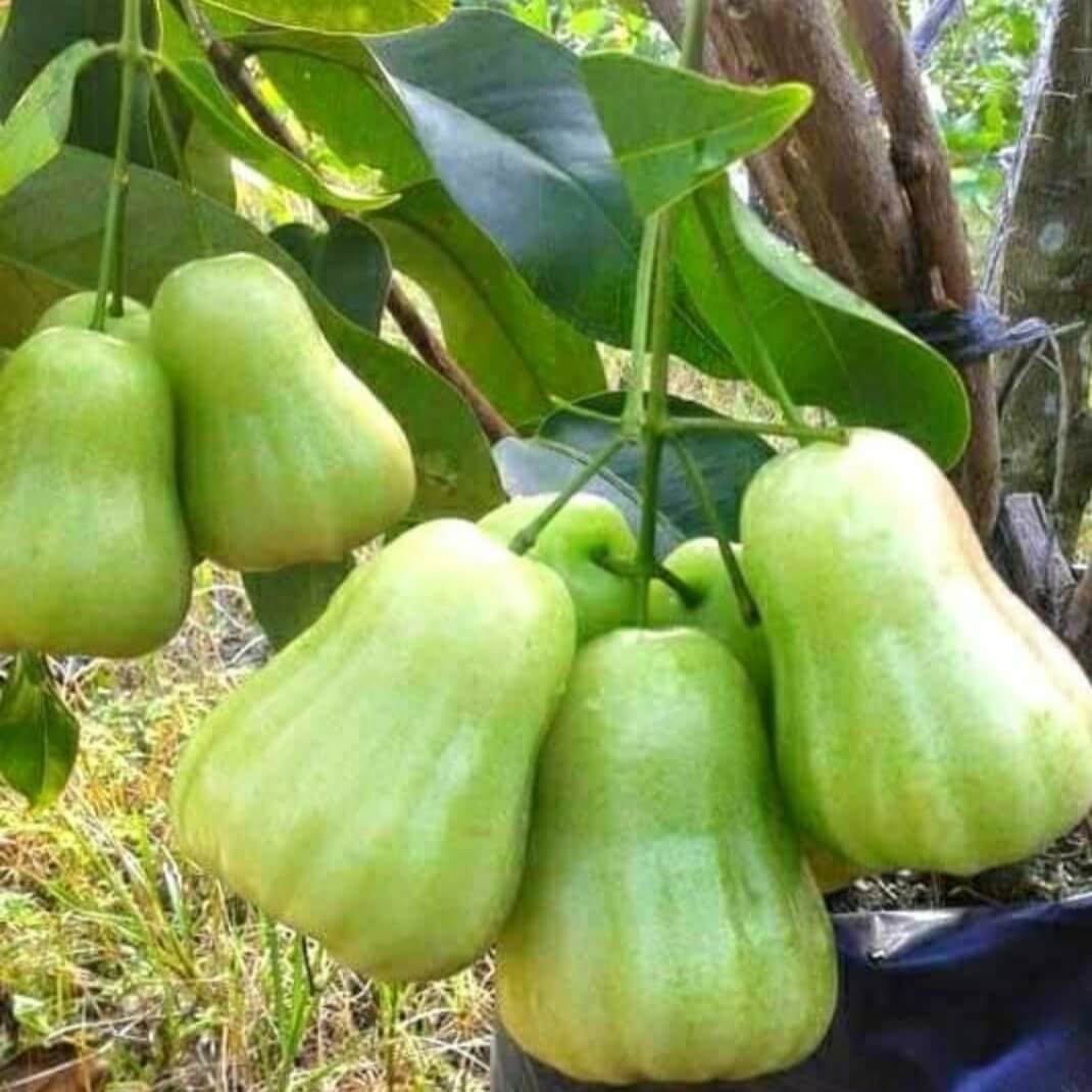 Madu Deli