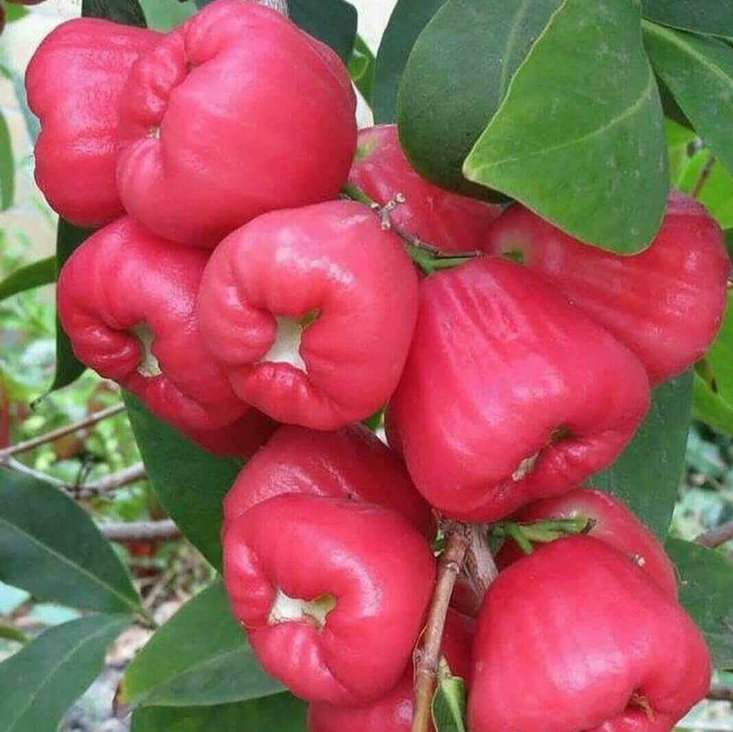 King Rose