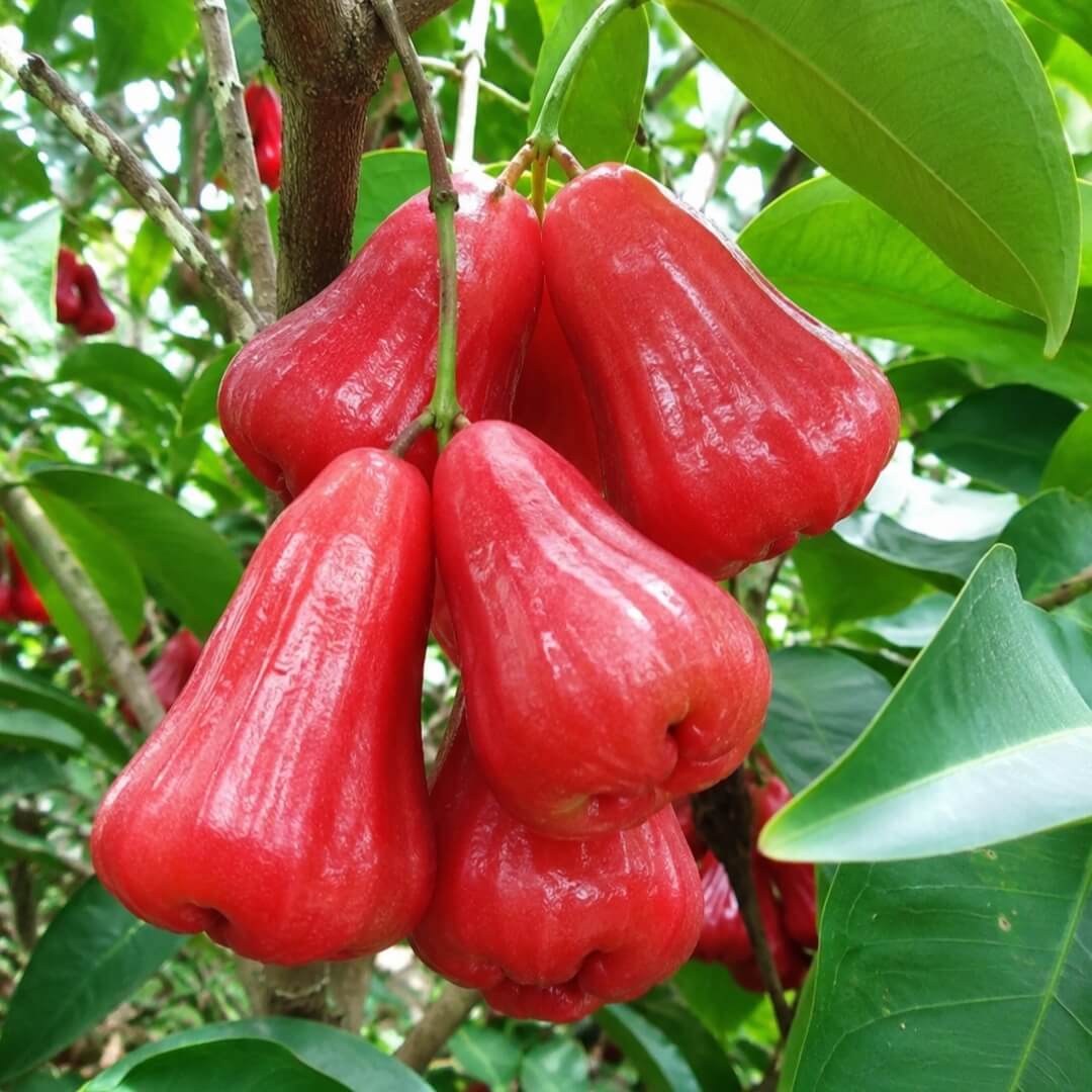 Kusuma Merah