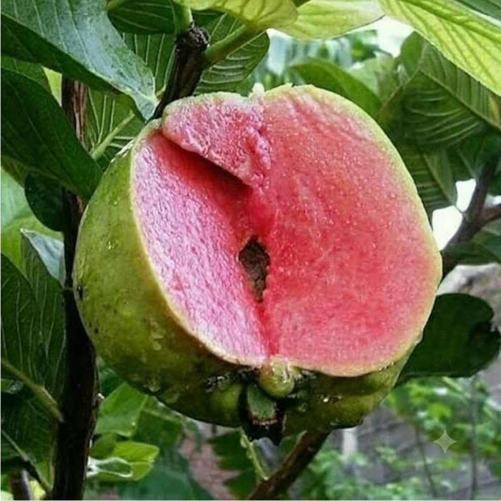 Sukun Merah