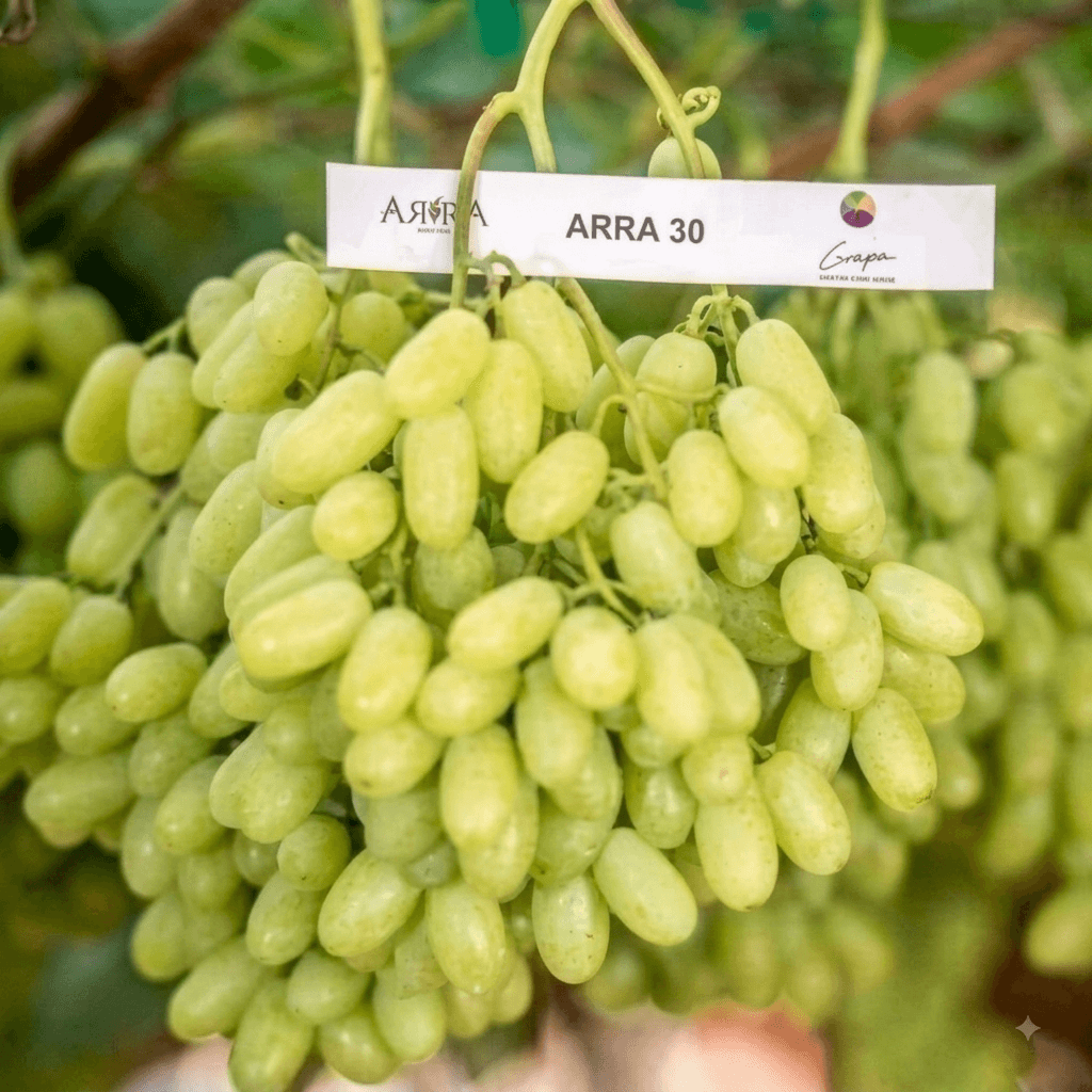 ARRA 30