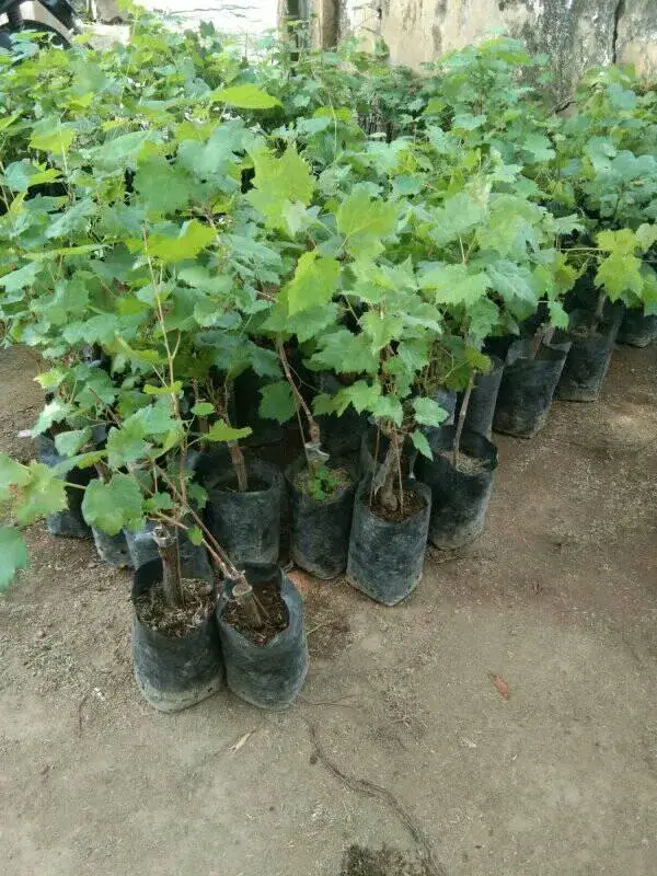 Bibit Anggur Giant Grande (2) (1)