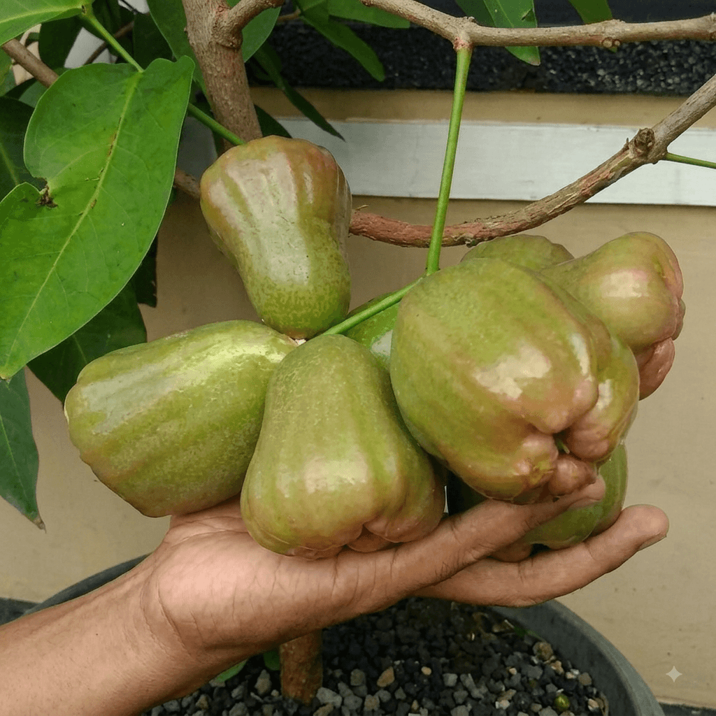GAJAH PEKALONGAN