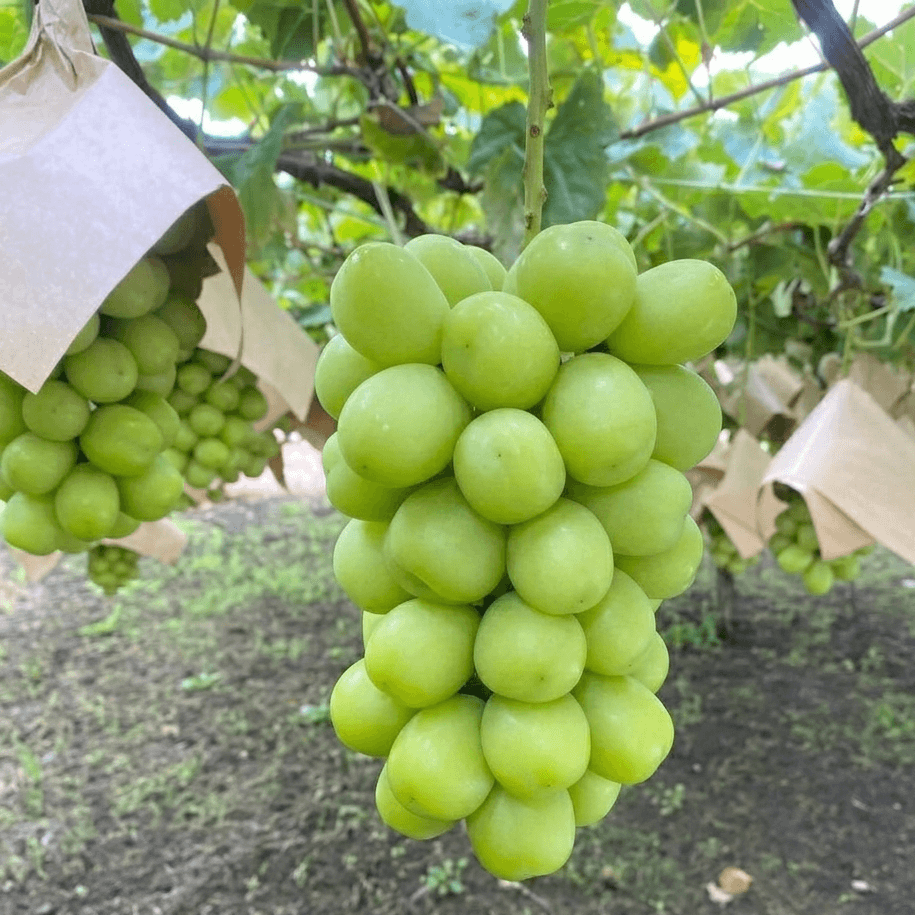 SHINE MUSCAT